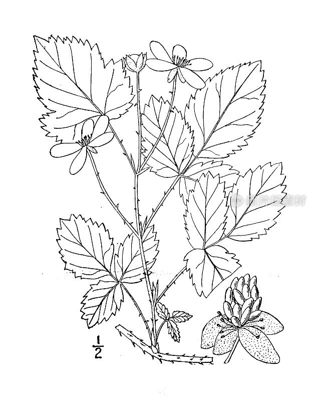 古董植物学植物插图:Rubus Baleyanus，贝利的黑莓